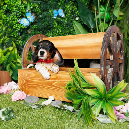 Mini Dachshund - Clement