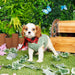 Cavalier King Charles Spaniel - Corky