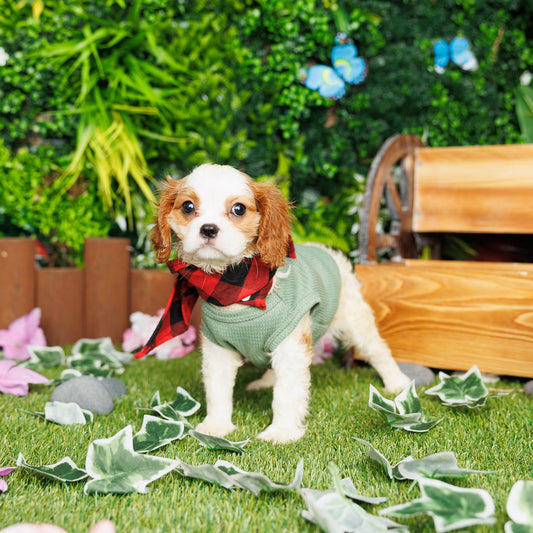 Cavalier King Charles Spaniel - Corky