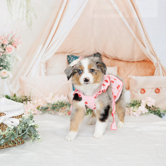Mini Australian Shepherd - Elana