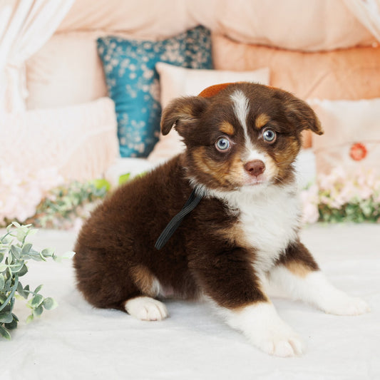 Mini Australian Shepherd - Finn