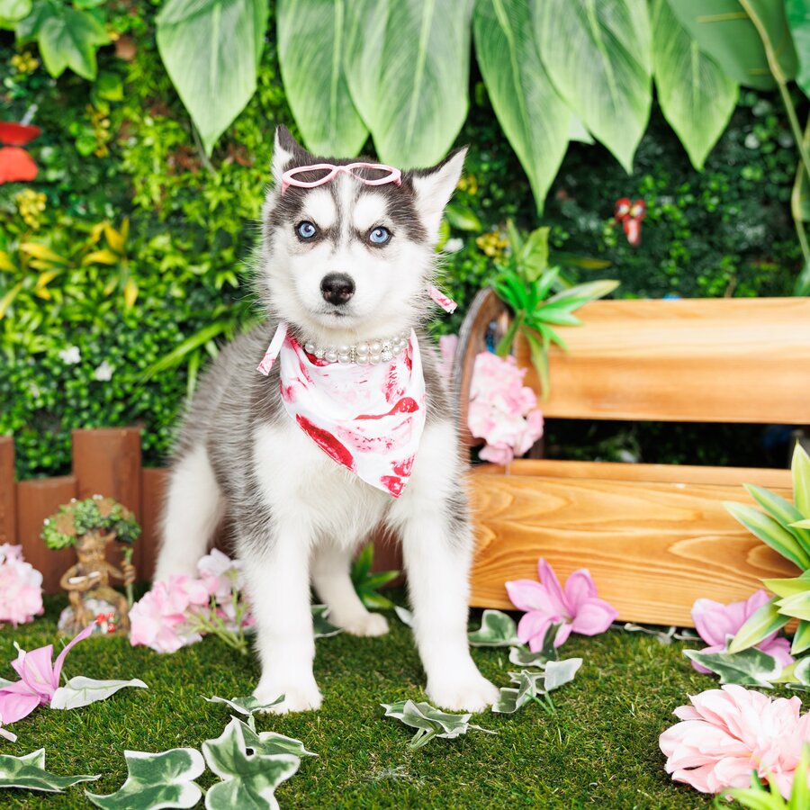 Siberian Husky (F1) - Iris