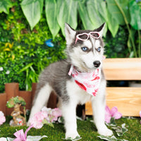 Siberian Husky (F1) - Iris