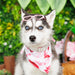 Siberian Husky (F1) - Iris