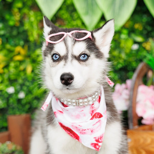 Siberian Husky (F1) - Iris
