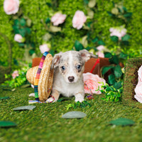 Chihuahua - Loki