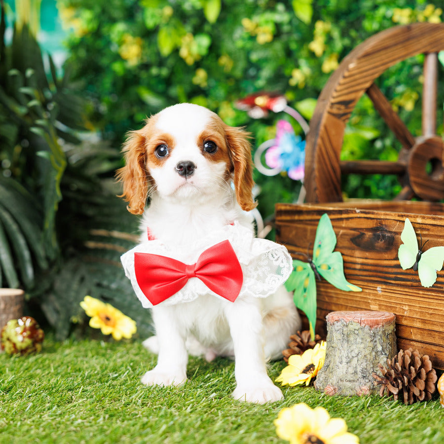 Cavalier King Charles Spaniel - Vernon