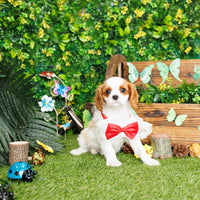 Cavalier King Charles Spaniel - Vernon