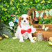 Cavalier King Charles Spaniel - Vernon