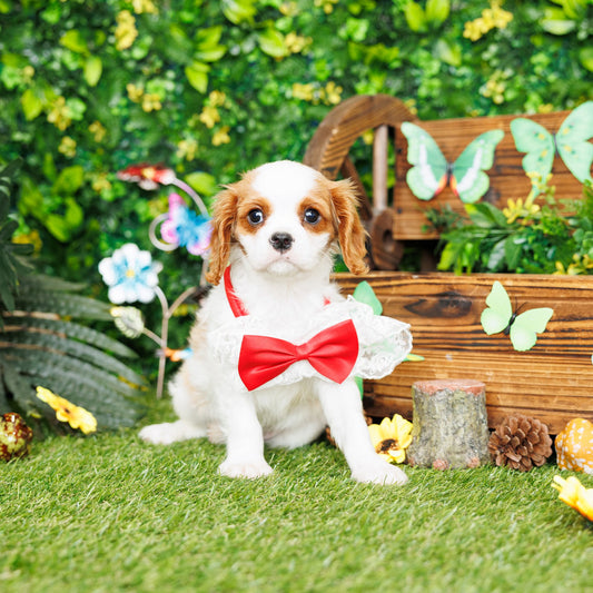 Cavalier King Charles Spaniel - Vernon