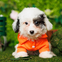Maltipoo (F1) - Wade