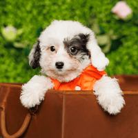 Maltipoo (F1) - Wade