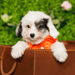 Maltipoo (F1) - Wade
