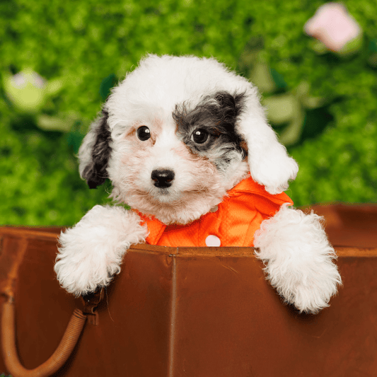 Maltipoo (F1) - Wade