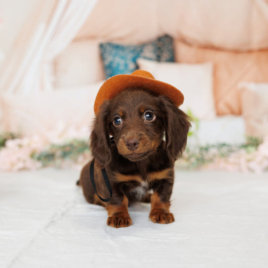 Mini Dachshund - Radar