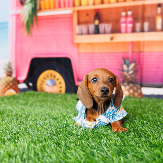 Mini Dachshund - Remy
